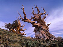 Foxtail Pine (Pinus balfouriana) tree, known as Methuselah, is over 4800 years old, White Mountains, Inyo National Forest, California
