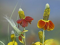 Mexican Hat (Ratibida columnifera) flowers in bloom, North America