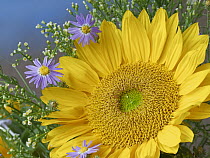 Common Sunflower (Helianthus annuus) and Asters, North America