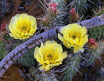 Opuntia (Opuntia sp) cactus blooming, North America