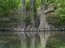 Bald Cypress (Taxodium distichum) trees along Guadalupe River, Guadalupe River State Park, Texas