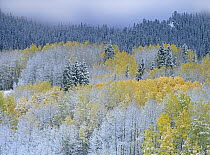 Quaking Aspen (Populus tremuloides) and Spruce (Picea sp) dusted with fresh snow, Rocky Mountain National Park, Colorado