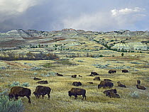 American Bison (Bison bison) herd grazing on shortgrass praire near Scoria Point, Theodore Roosevelt National Park, North Dakota