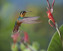 Grey-tailed Mountain Gem (Lampornis cinereicauda) hummingbird female foraging, Costa Rica