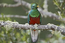 Resplendent Quetzal (Pharomachrus mocinno) male, Costa Rica