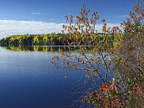 Tobique River, New Brunswick, Canada