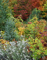 Autumn colors, Killarney Provincial Park, Ontario, Canada