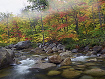 Swift River flowing through fall colored forest, White Mountains National Forest, New Hampshire