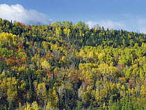 Fall colors, Chic-Chocs, Quebec, Canada