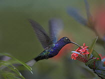Violet Sabre-wing (Campylopterus hemileucurus) hummingbird feeding, Costa Rica