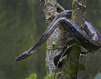 Boa (Boa constrictor constrictor) on tree trunk, Costa Rica