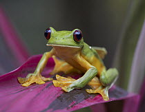 Gliding Leaf Frog (Agalychnis spurrelli) portrait, Costa Rica