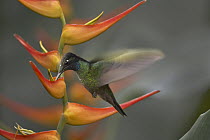 Magnificent Hummingbird (Eugenes fulgens) female feeding from Heliconia, Costa Rica