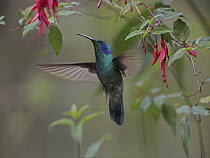 Green Violet-ear (Colibri thalassinus) hummingbird foraging, Costa Rica