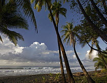 Palm trees on the beach near Marino Ballena National Park, Costa Rica