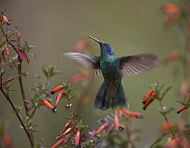 Green Violet-ear (Colibri thalassinus) hummingbird hovering, Costa Rica