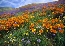 California Poppy (Eschscholzia californica) and other wildflowers growing on hillside in spring, Tehachapi Mountains, California