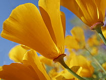 California Poppy (Eschscholzia californica) flowers, Antelope Valley, California