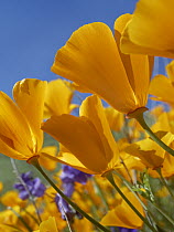 California Poppy (Eschscholzia californica) flowers, Antelope Valley, California
