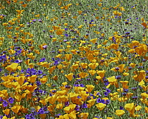 California Poppy (Eschscholzia californica) and Desert Bluebell (Phacelia campanularia) flowers, Antelope Valley, California