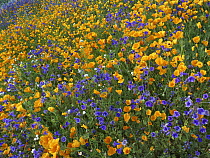 California Poppy (Eschscholzia californica) and Desert Bluebell (Phacelia campanularia) flowers, Antelope Valley, California