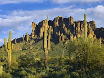 Saguaro (Carnegiea gigantea) cacti and Superstition Mountains at Lost Dutchman State Park, Arizona