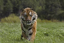 Siberian Tiger (Panthera tigris altaica) walking, endangered, native to Siberia
