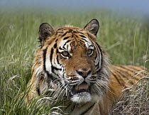 Siberian Tiger (Panthera tigris altaica) portrait, endangered, native to Siberia