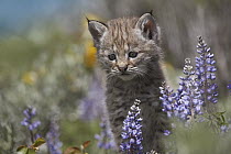 Bobcat (Lynx rufus) kitten amid Lupine (Lupinus sp), North America