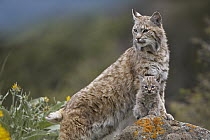 Bobcat (Lynx rufus) mother and kitten, North America