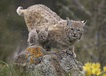 Bobcat (Lynx rufus) mother and kitten in snowfall, North America