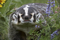 American Badger (Taxidea taxus) amid Lupine (Lupinus sp), North America