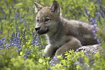 Gray Wolf (Canis lupus) pup amid Lupine (Lupinus sp), North America