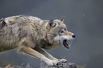 Gray Wolf (Canis lupus) snarling, North America