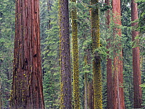 Coast Redwood (Sequoia sempervirens) trees, Mariposa Grove, Yosemite National Park, California