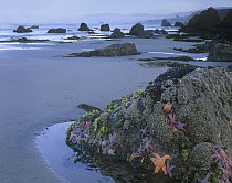 Ochre Sea Star (Pisaster ochraceus) group attached to rock at low tide, Miwok Beach, Sonoma, California