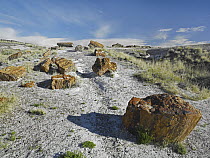 Petrified tree trunks, Rainbow Forest, Petrified Forest National Park, Arizona