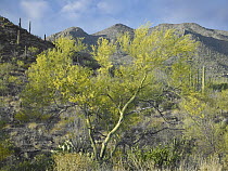 Palo Verde Tree (Parkinsonia sp) in desert, Saguaro National Park, Arizona