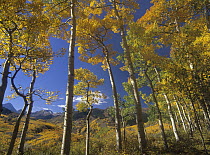 Quaking Aspen (Populus tremuloides) in fall colors and Maroon Bells, Elk Mountains, Snowmass Wilderness, Colorado