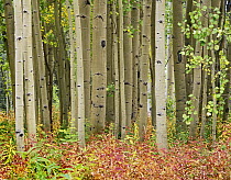 Quaking Aspen (Populus tremuloides) trees and Fireweed (Chamerion angustifolium), Collegiate Peaks Wilderness Area, Colorado