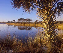 Cabbage Palm (Sabal sp) at Mounds Pool, St. Marks National Wildlife Refuge, Florida