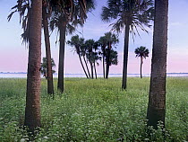 Cabbage Palm (Sabal sp) meadow, Myakka River State Park, Florida