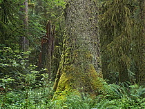 Sitka Spruce (Picea sitchensis), Olympic National Park, Washington