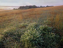 Tallgrass prairie showing grasses and bushes, Tallgrass Prairie National Preserve, Kansas