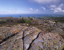 Lichen-covered rocks on Cadillac Mountain overlooking the Atlantic Ocean, Acadia National Park, Maine