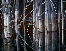 Western Red Cedar (Thuja plicata) trees, Oliphant Lake, British Columbia, Canada