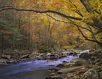Little River flowing through autumn forest, Great Smoky Mountains National Park, Tennessee