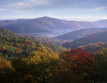Autumn deciduous forest from the Blue Ridge Parkway, North Carolina