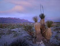 Yucca and cacti in the desert, Guadalupe Mountains National Park, Texas