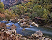 Virgin River flowing through canyon in autumn, Zion National Park, Utah
